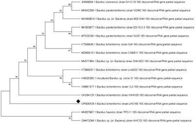 Tapping the biosynthetic potential of marine Bacillus licheniformis LHG166, a prolific sulphated exopolysaccharide producer: structural insights, bio-prospecting its antioxidant, antifungal, antibacterial and anti-biofilm potency as a novel anti-infective lead